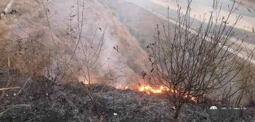 狮子山爆料视频最新版在线观看